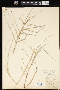 Carex chordorrhiza image