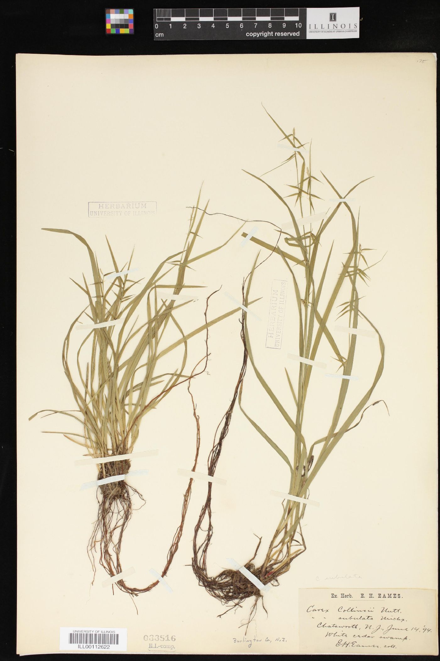 Carex collinsii image