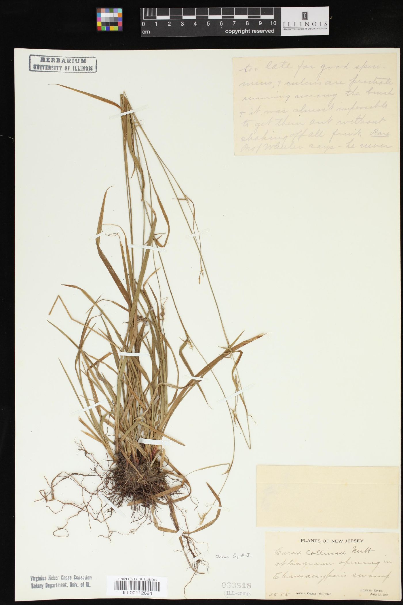 Carex collinsii image