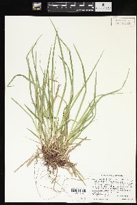 Carex communis var. communis image