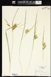 Carex comosa image