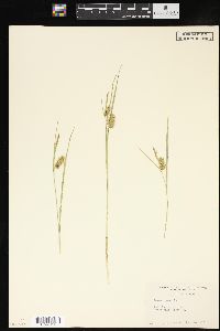 Carex comosa image