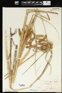 Carex comosa image