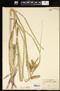 Carex comosa image