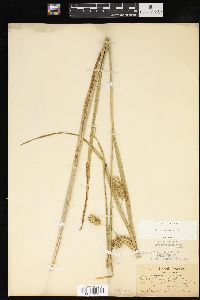 Carex comosa image