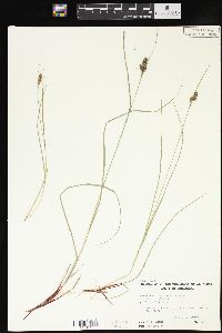 Carex complanata image