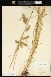 Carex comosa image