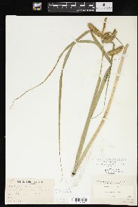 Carex comosa image