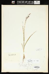 Carex bigelowii image