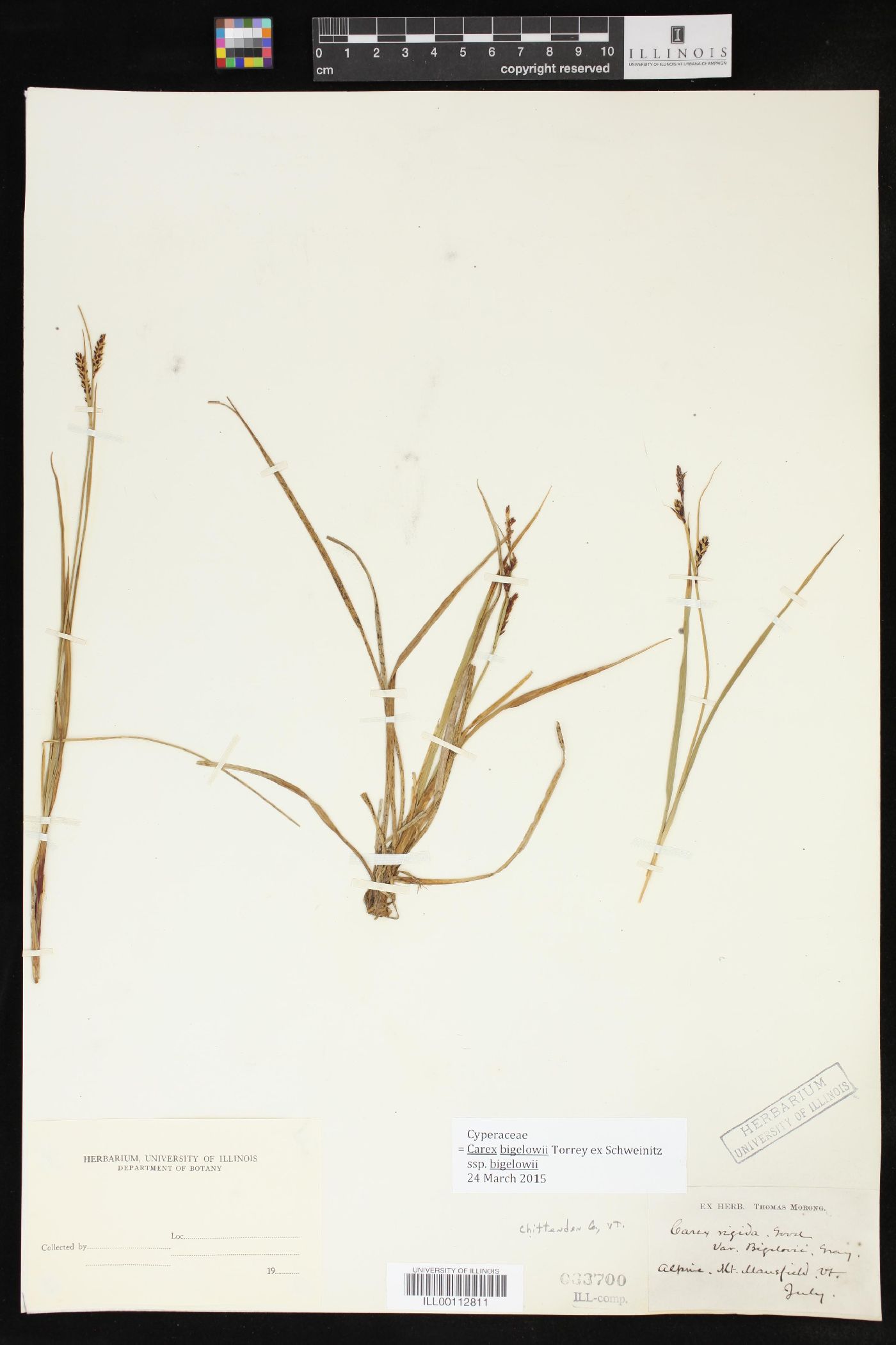 Carex bigelowii image