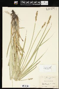 Carex conjuncta image