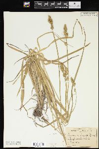 Carex conjuncta image