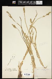 Carex conjuncta image