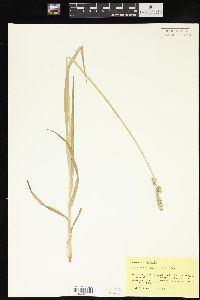 Carex conjuncta image