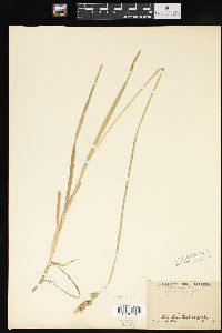 Carex conjuncta image