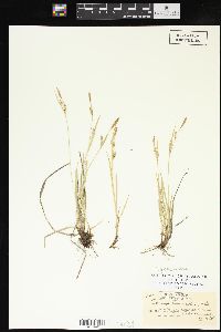 Carex conoidea image