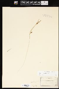 Carex conoidea image