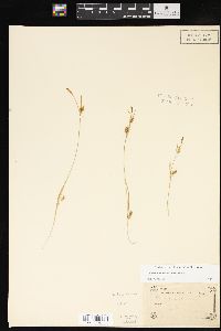 Carex conoidea image