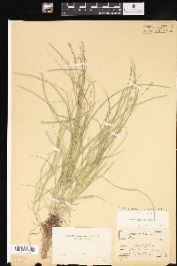 Carex convoluta image