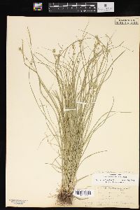 Carex convoluta image