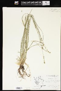 Carex convoluta image