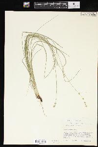 Carex convoluta image