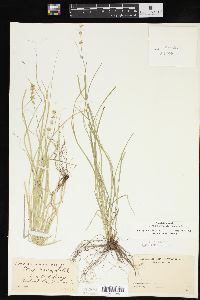 Carex convoluta image