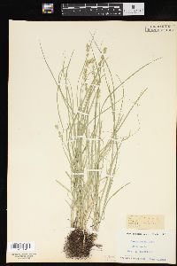 Carex convoluta image