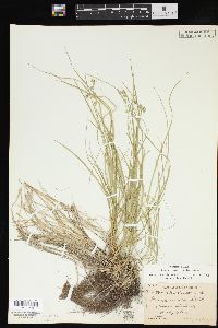 Carex convoluta image