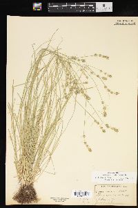 Carex convoluta image