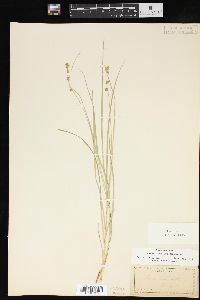 Carex convoluta image