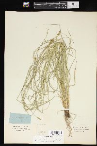 Carex convoluta image