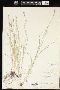 Carex convoluta image