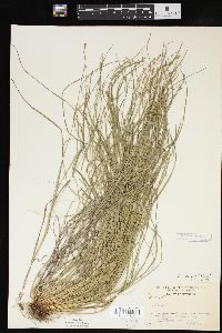 Carex convoluta image