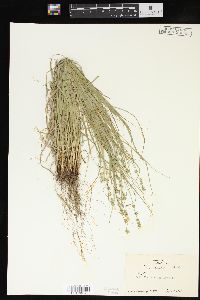 Carex convoluta image