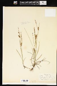 Carex crawei image