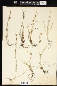 Carex crawei image