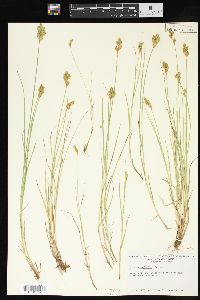 Carex crawfordii image