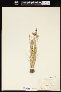 Carex crawfordii image