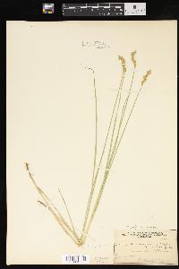 Carex crawfordii image