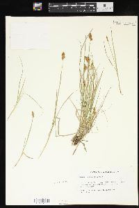 Carex crawfordii image