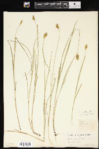 Carex crawfordii image