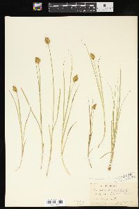 Carex crawfordii image