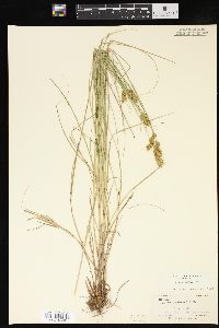 Carex crawfordii image