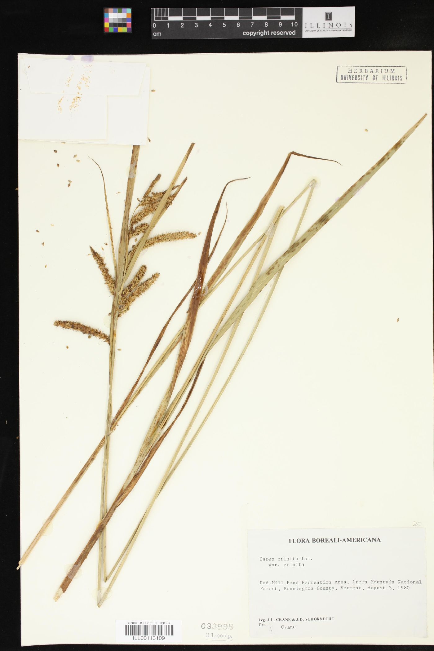 Carex crinita var. crinita image