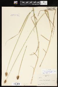 Carex cristatella image