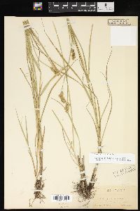 Carex cristatella image