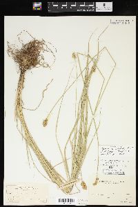 Carex cristatella image