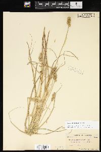 Carex cristatella image