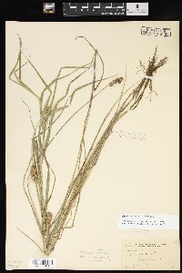 Carex cristatella image